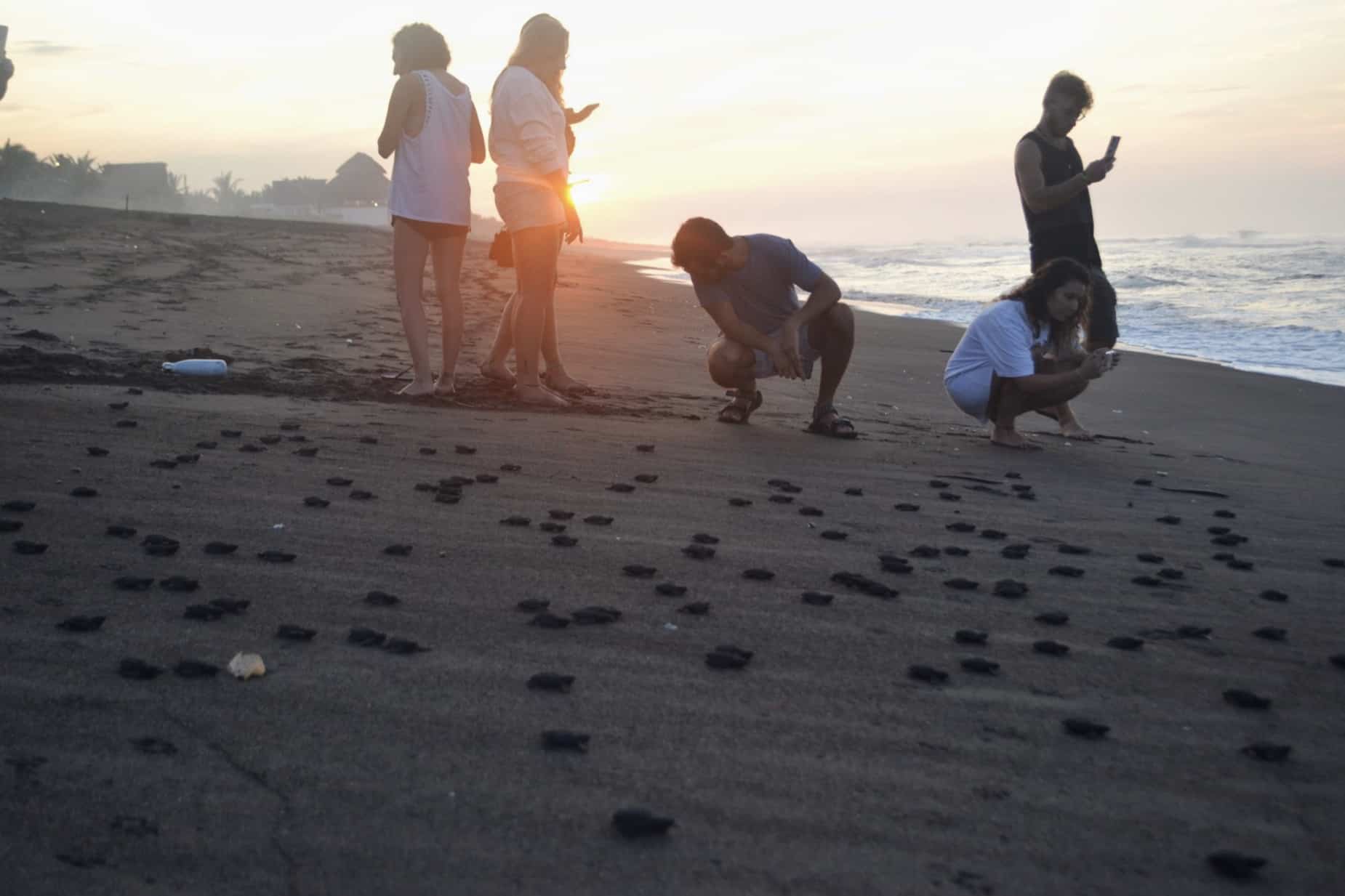 Best hostel Guatemala Beach El Paredon baby turtle conservation hatchery sanctuary travel backpacker ocean