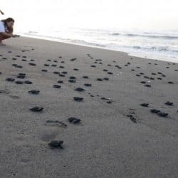 baby olive ridley sea turtles walking back to the ocean at El Paredon Guatemala